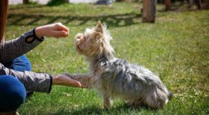 L’Importanza del Rinforzo Positivo nell’Educazione del Cane:  Più di Semplici Bocconcini​