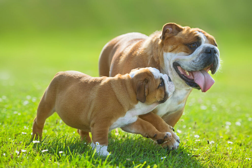 Cane adulto e cucciolo