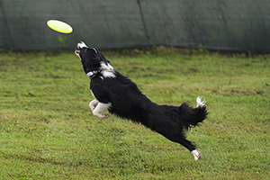 Disc Dog