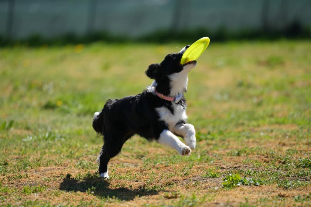 Disc Dog