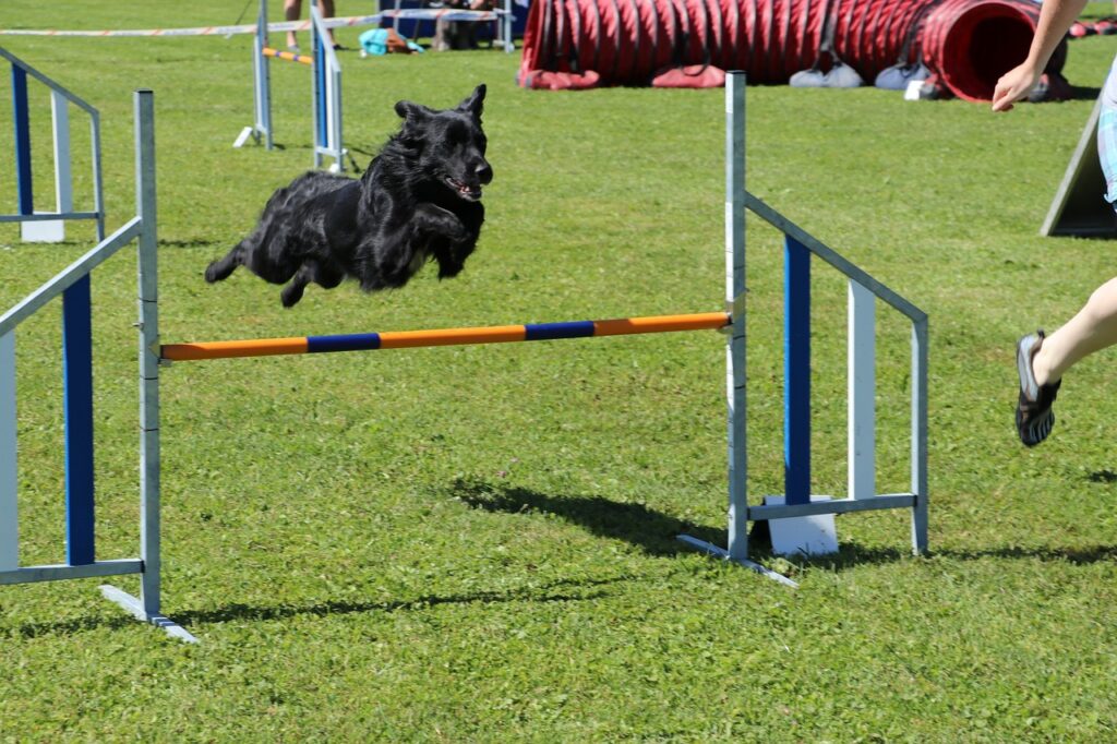 Agility Dog