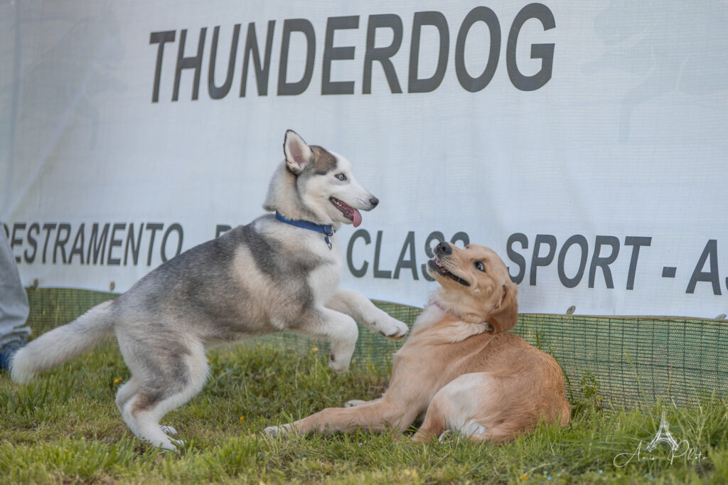 Puppy Class e Socializzazione